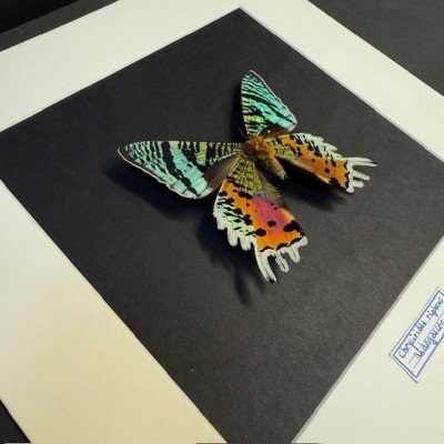 Papillon du Soleil Couchant -Chrysiridia rhipheus- Cadre entomologique