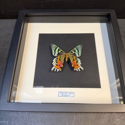 Papillon du Soleil Couchant -Chrysiridia rhipheus- Cadre entomologique