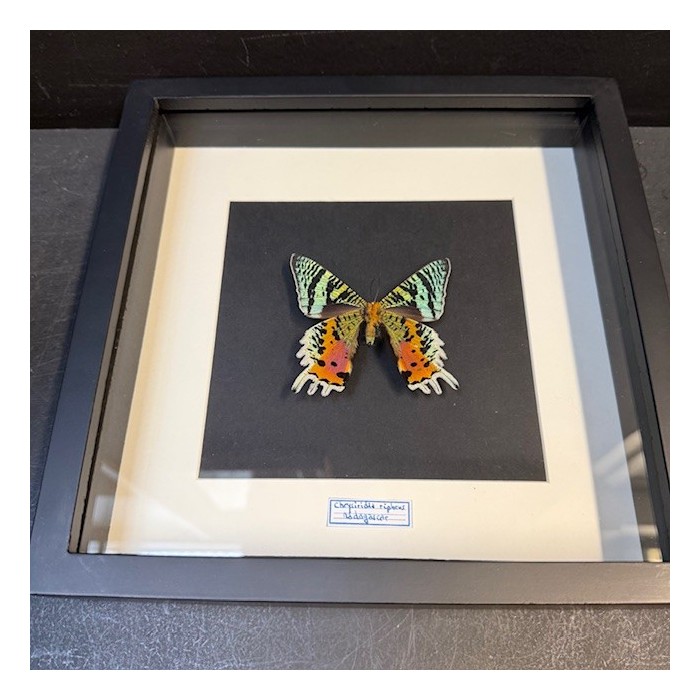 Madagascan sunset moth - Chrysiridia rhipheus butterfly frame Madagascan sunset moth - Chrysiridia rhipheus butterfly frame