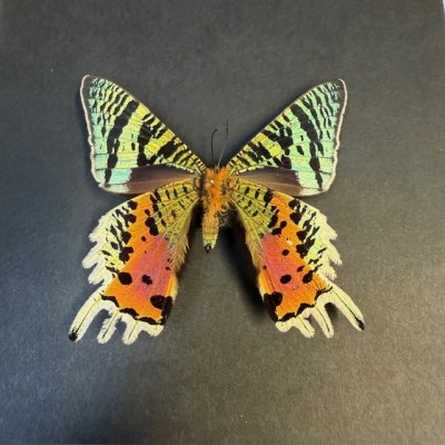 Papillon du Soleil Couchant -Chrysiridia rhipheus- Cadre entomologique
