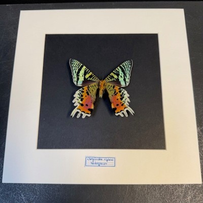 Papillon du Soleil Couchant -Chrysiridia rhipheus- Cadre entomologique