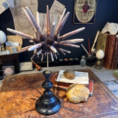 Slate pencil urchin on base - Heterocentrotus mamillatus