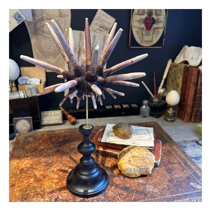 Slate pencil urchin on base - Heterocentrotus mamillatus Slate pencil urchin on base - Heterocentrotus mamillatus