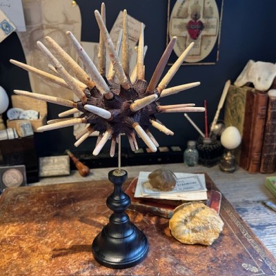 Slate pencil urchin on base - Heterocentrotus mamillatus