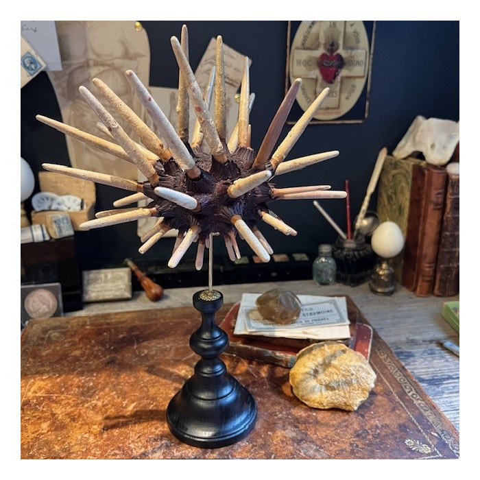 Slate pencil urchin on base - Heterocentrotus mamillatus