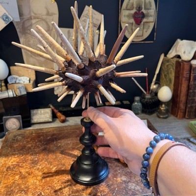 Slate pencil urchin on base - Heterocentrotus mamillatus
