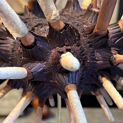 Oursin Crayon sur socle - Heterocentrotus mamillatus