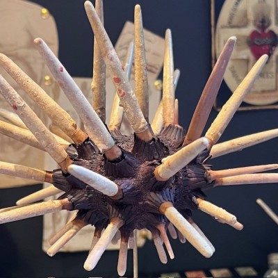 Slate pencil urchin on base - Heterocentrotus mamillatus