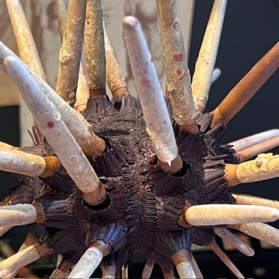 Slate pencil urchin on base - Heterocentrotus mamillatus