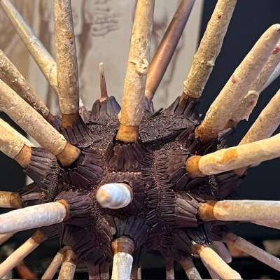 Slate pencil urchin on base - Heterocentrotus mamillatus