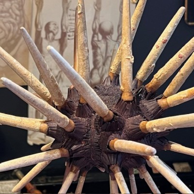 Slate pencil urchin on base - Heterocentrotus mamillatus