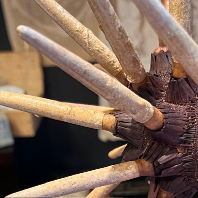 Slate pencil urchin on base - Heterocentrotus mamillatus