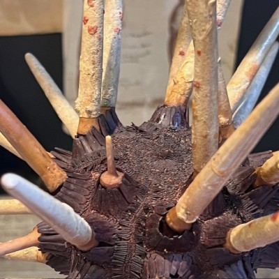 Slate pencil urchin on base - Heterocentrotus mamillatus