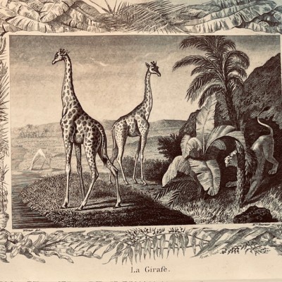 Oeuvres choisies de Buffon - 1855 - Couverture romantique - MAME