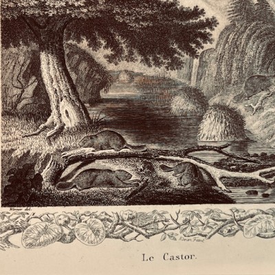 Oeuvres choisies de Buffon - 1855 - Couverture romantique - MAME