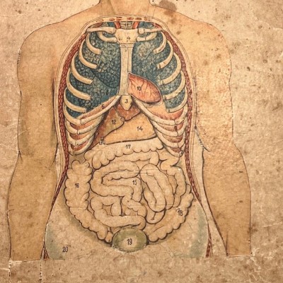 Removable plate - Anatomy of Man - Vigot Frères éditeurs - 1900
