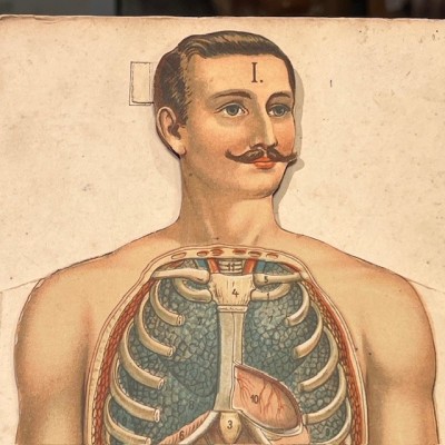 Planche démontable - Anatomie de l'Homme par VIGOT Frères - 1900