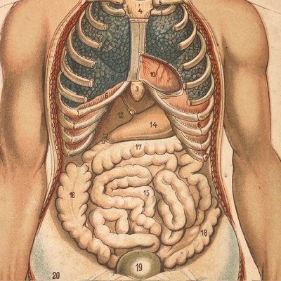 Planche démontable - Anatomie de l'Homme par VIGOT Frères - 1900