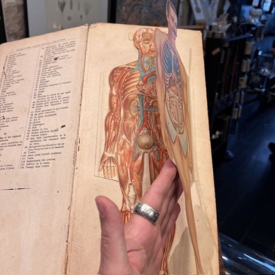 Planche démontable - Anatomie de l'Homme par VIGOT Frères - 1900