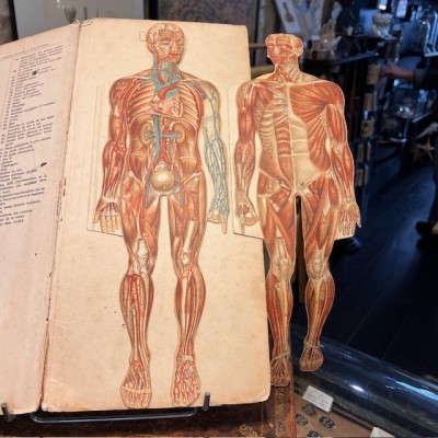 Planche démontable - Anatomie de l'Homme par VIGOT Frères - 1900