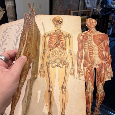 Planche démontable - Anatomie de l'Homme par VIGOT Frères - 1900