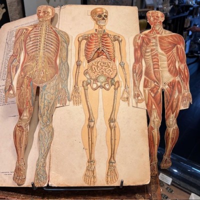 Planche démontable - Anatomie de l'Homme par VIGOT Frères - 1900