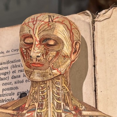 Planche démontable - Anatomie de l'Homme par VIGOT Frères - 1900