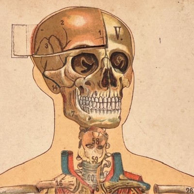 Planche démontable - Anatomie de l'Homme par VIGOT Frères - 1900