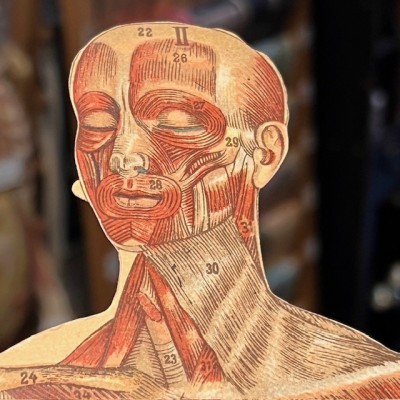 Planche démontable - Anatomie de l'Homme par VIGOT Frères - 1900