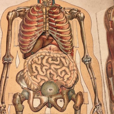 Planche démontable - Anatomie de l'Homme par VIGOT Frères - 1900