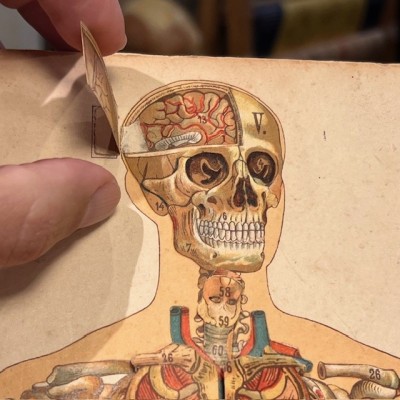 Removable plate - Anatomy of Man - Vigot Frères éditeurs - 1900