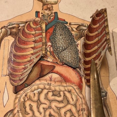 Planche démontable - Anatomie de l'Homme par VIGOT Frères - 1900