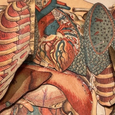 Planche démontable - Anatomie de l'Homme par VIGOT Frères - 1900