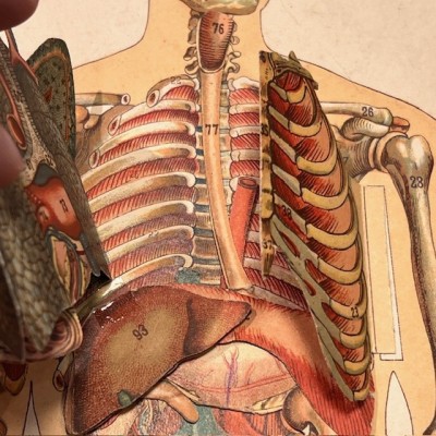 Planche démontable - Anatomie de l'Homme par VIGOT Frères - 1900