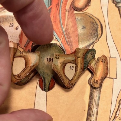 Removable plate - Anatomy of Man - Vigot Frères éditeurs - 1900