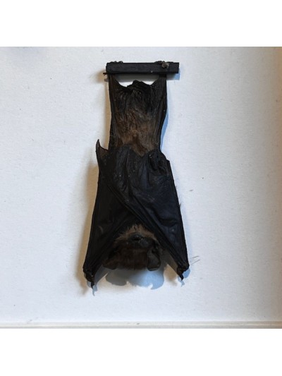 Chauve-souris suspendue sous cadre - Rhinolophus lepidus