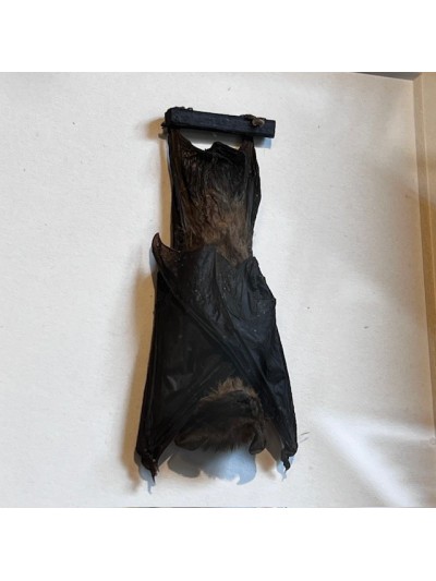 Chauve-souris suspendue sous cadre - Rhinolophus lepidus