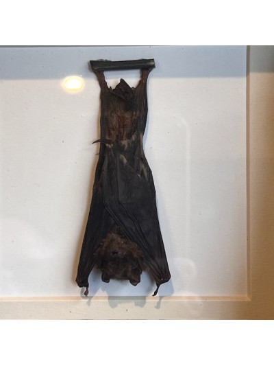 Chauve-souris suspendue sous cadre - Rhinolophus lepidus