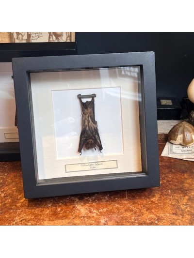Rhinolophus lepidus - Hanging bat under frame