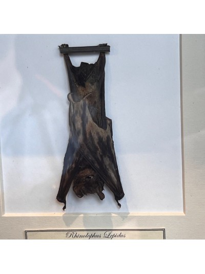 Rhinolophus lepidus - Hanging bat under frame