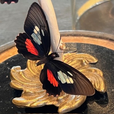 Envolée de papillons Parides eurimedes sous cloche Napoléon III