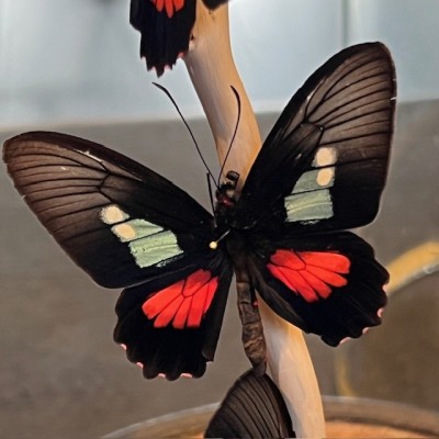 Envolée de papillons Parides eurimedes sous cloche Napoléon III