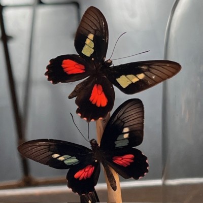 Envolée de papillons Parides eurimedes sous cloche Napoléon III