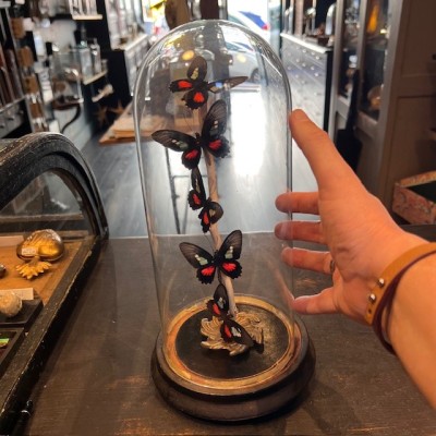 Flight of butterflies under an Napoleon III globe - Parides eurimedes