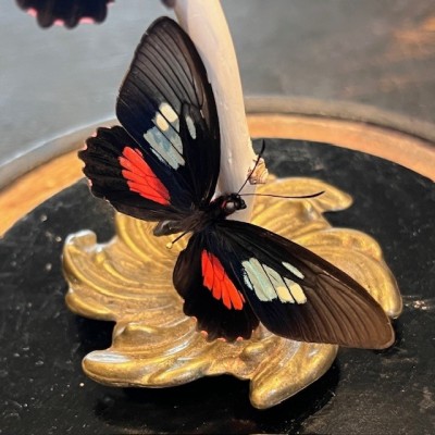 Envolée de papillons Parides eurimedes sous cloche Napoléon III