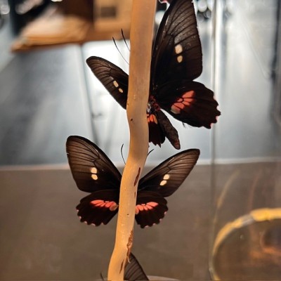 Envolée de papillons Parides eurimedes sous cloche Napoléon III