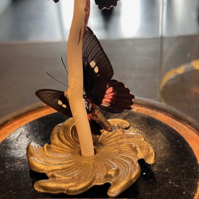 Envolée de papillons Parides eurimedes sous cloche Napoléon III