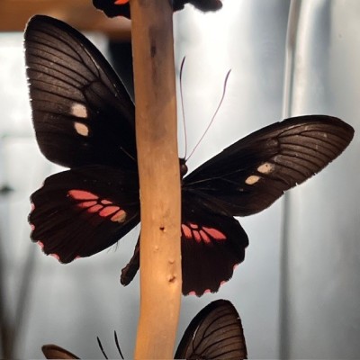 Envolée de papillons Parides eurimedes sous cloche Napoléon III