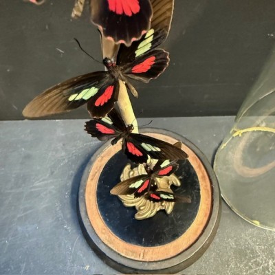 Envolée de papillons Parides eurimedes sous cloche Napoléon III