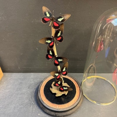 Envolée de papillons Parides eurimedes sous cloche Napoléon III